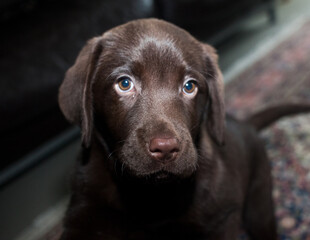 chocolate labrador puppy