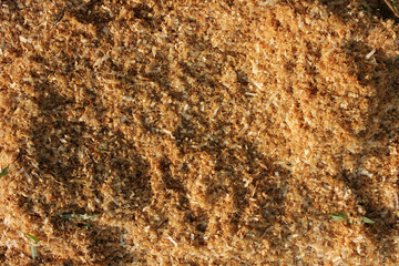 Texture of freshly sawn wood shavings. Close-up, natural background
