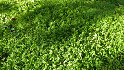 Carpet of Soft Miniature Daisy Weeds in Dappled Shade, 2 Weeks after Rain