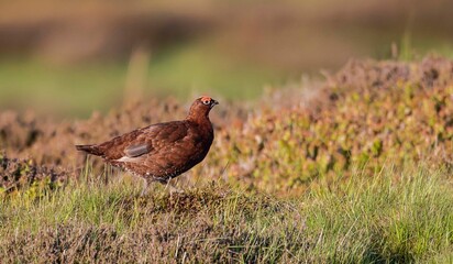 Obraz na płótnie Canvas Red Grouse in heather, Yorkshire Dales