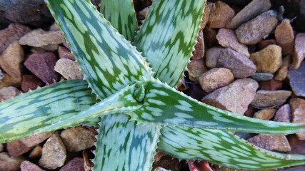 Beautiful Tiny Potted Variegated Aloe with Gravel