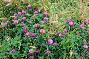 Red clover flowers on the summer meadow after rain. Natural floral background. 