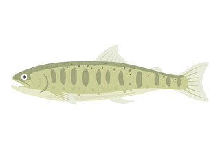 淡水魚のヤマメのイラスト