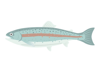 淡水魚のニジマスのイラスト