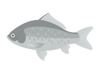 淡水魚のフナのイラスト