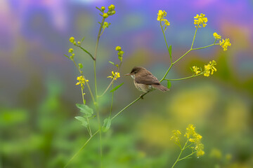 european Reed Warbler sitting on a bed of yellow flowers in a meadow in summer