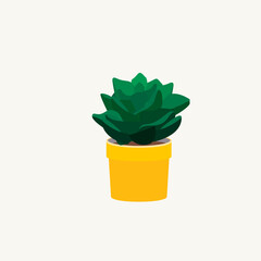 Echeveria in a yellow pot. Green succulent in the home garden
