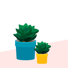 Two Echeveria in pots are on the table. Two house plants stand in a yellow pot and a blue pot on a pink ta