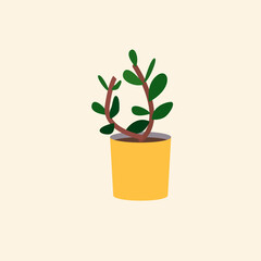 Money tree in a yellow pot. A succulent plant grows in a pot at home.