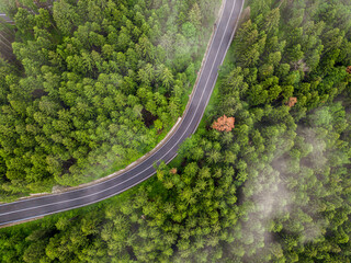 Aerial view of winding road in high mountain pass trough dense green pine woods