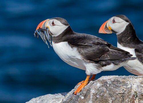 Puffin with Sandeels, Inner Farne, Northumberland