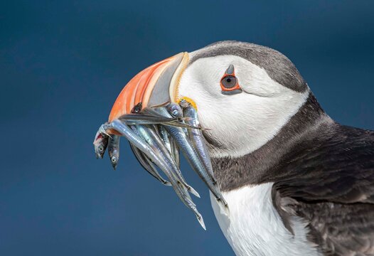 Puffin with Sandeels, Inner Farne, Northumberland