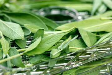 Fresh green sage leaves on a dehydrator