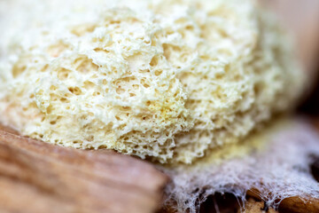 Macro, fuligo septica or dog vomid slime mold on wooden ground
