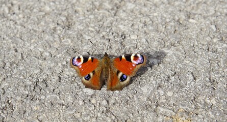 Fototapeta na wymiar butterfly on concrete