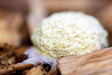Physarales or fuligo septica on wooden ground