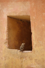 A Bird looking to old window