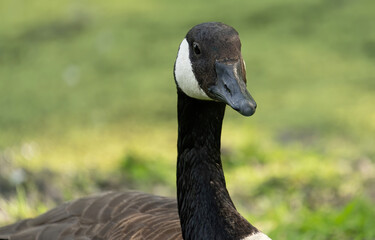 Canadian Geese at a Michigan Metro Park on a sunny day