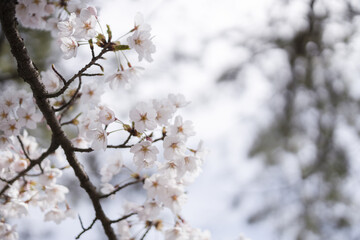 桜