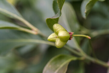 Obraz premium close up of a green apple tree