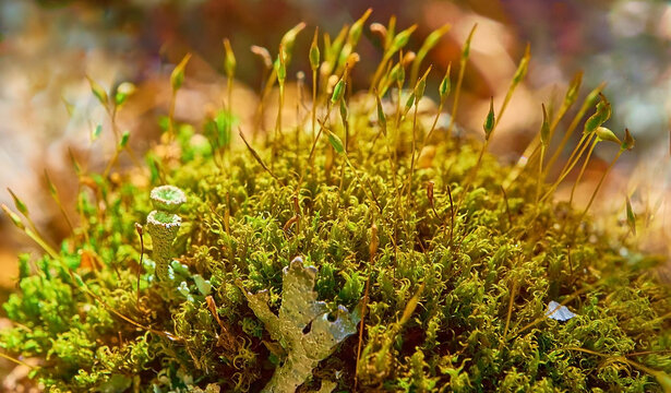 Close-up of autumn moss with sporophytes and lichens. Polytrichum commune. Common haircap moss