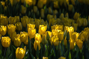 Obraz premium flower in winter Thailand