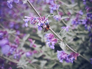 bee on lavender
