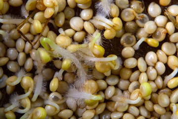 tiny sprouts of amaranth on a linen rug. microgreen