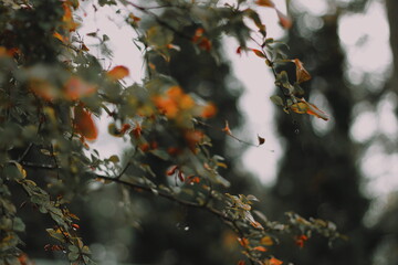 autumn in the forest