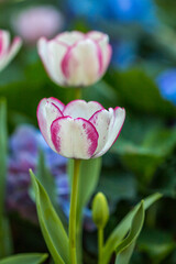 flower in winter  Thailand