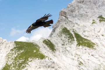 The Alpine chough Pyrrhocorax graculus , Yellow billed chough.