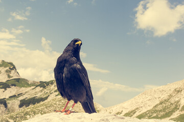 The Alpine chough Pyrrhocorax graculus , Yellow billed chough.