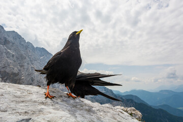 The Alpine chough Pyrrhocorax graculus , Yellow billed chough.