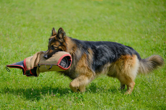 Training training Long-term German shepherd bite on a sunny summer day, a protective sleeve in the dog’s teeth