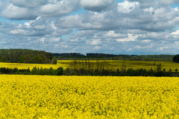 Rapsfelder in Brandenburg