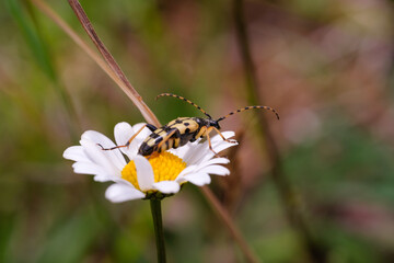 butterfly on flower