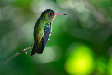 Hummingbird perched on a branch