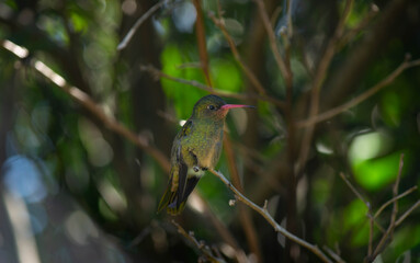Hummingbird perched on a branch