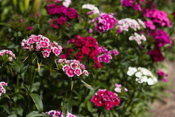 Dianthus barbatus (Sweet William Flower), bright multi-colored Turkish carnation blooms in the flowerbed. Floral background, white, pink and red flowers