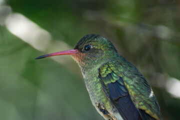 Fototapeta na wymiar Hummingbird perched on a branch