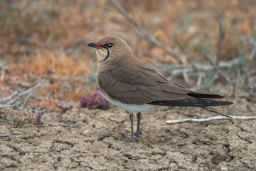 Obraz premium Portrait of a beautiful bird collared pratincole (Glareola pratincola) on a blurred natural background. Birdwatching, birds of the steppe landscapes. Copy space.