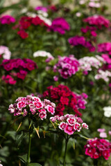 Fototapeta premium Dianthus barbatus (Sweet William Flower), bright multi-colored Turkish carnation blooms in the flowerbed. Floral background, white and red flowers