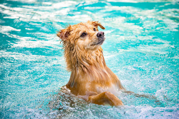 Dog playing in the water on a summer day