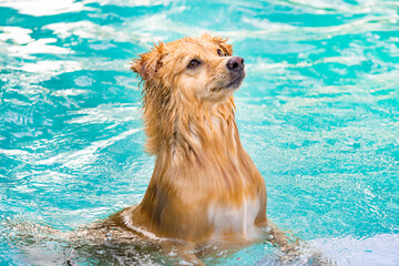 Dog playing in the water on a summer day