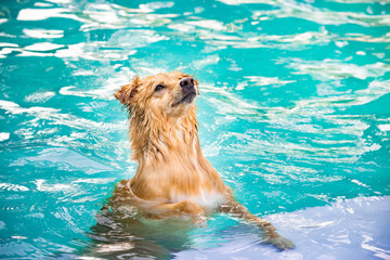 Dog playing in the water on a summer day