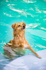 Dog playing in the water on a summer day