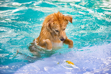 Dog playing in the water on a summer day