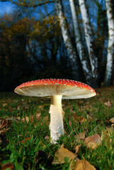 Fliegenpilz vor Birken im Herbst