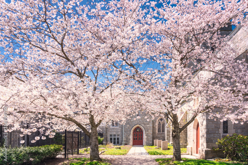 Wall mural blooming cherry trees in new haven