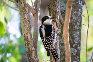Woodpecker on tree branch